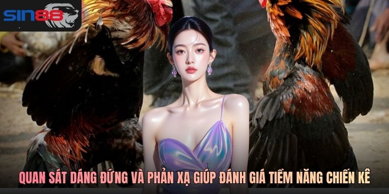 Quan sát dáng đứng và phản xạ giúp đánh giá chính xác tiềm năng chiến kê